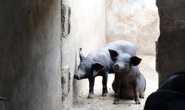 原创退伍老兵刑刚不顾反对回乡养黑猪年销5000万带老乡一起致富