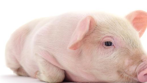 财运暴增鲤鱼跃龙门就是最近的生肖猪