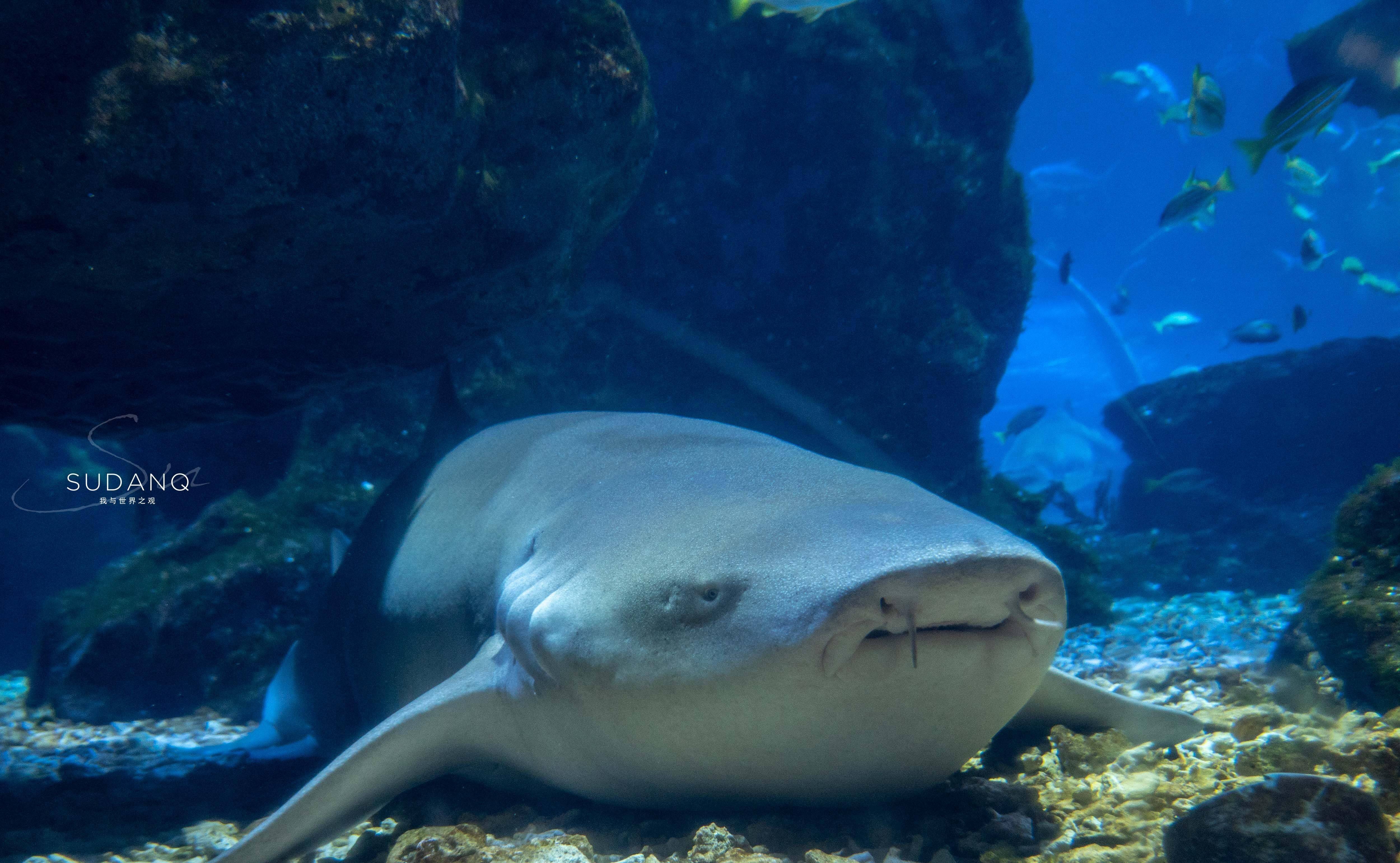 原创大江大湖大武汉武汉也有一片海洋世界潜水喂食鲨鱼太刺激