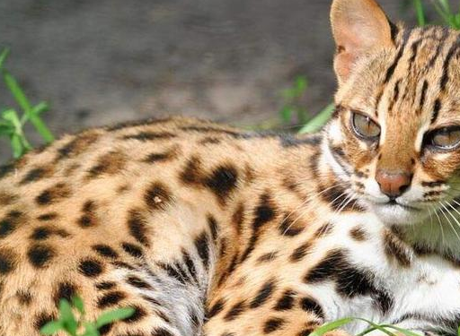7,夜行侠——亚洲金猫该猫咪的体型比较大,常见于70-100厘米之间,体重