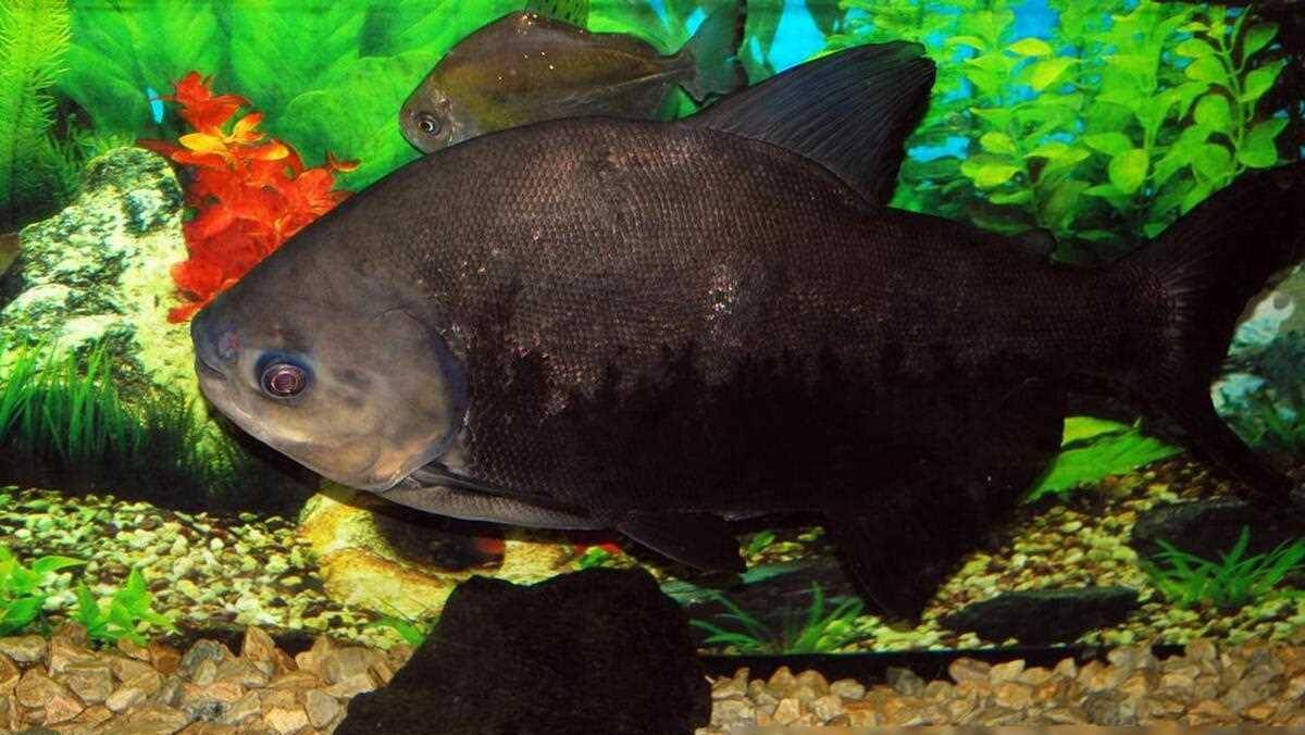 原创春季野钓黑鱼简单妙招助您轻松上钩