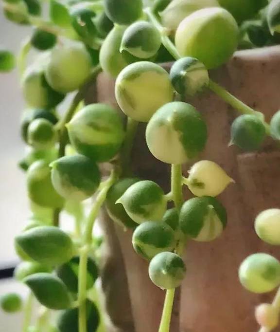 原创佛珠换个土春天呼呼往外冒小豆子垂下来能当窗帘