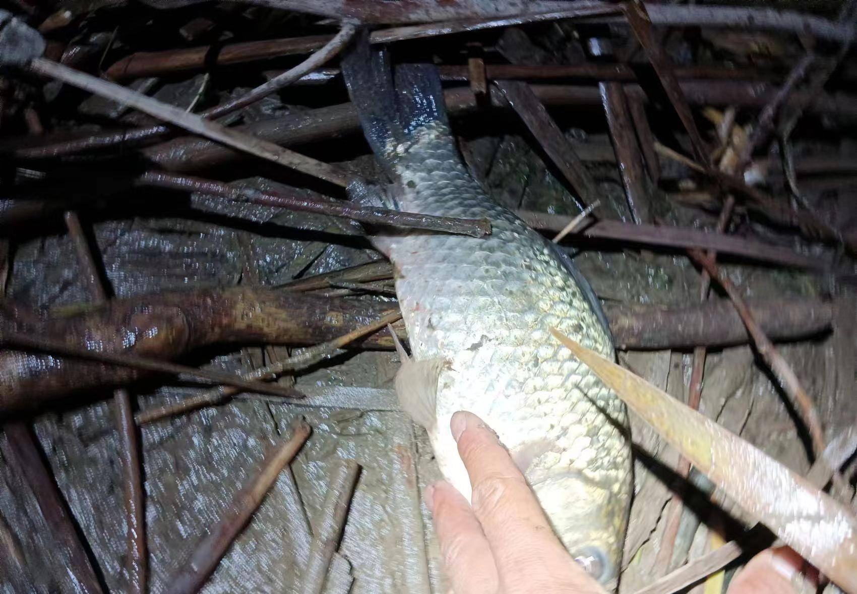 好,可以持续到凌晨(鲫鱼,黄尾,小鲤鱼,黄骨鱼),晚上用蚯蚓的效果最好