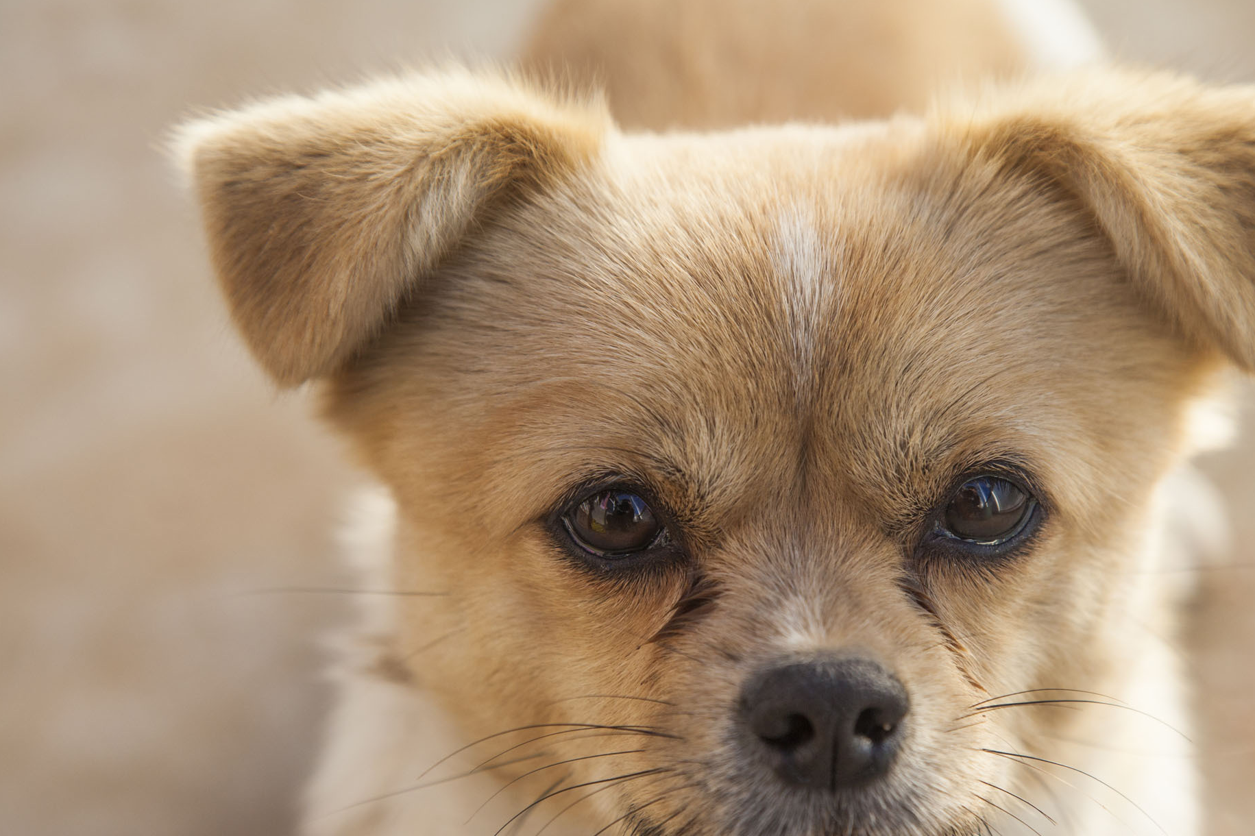 在中国有些地区习惯把中华田园犬成为土狗,有的地区也成为笨狗,并