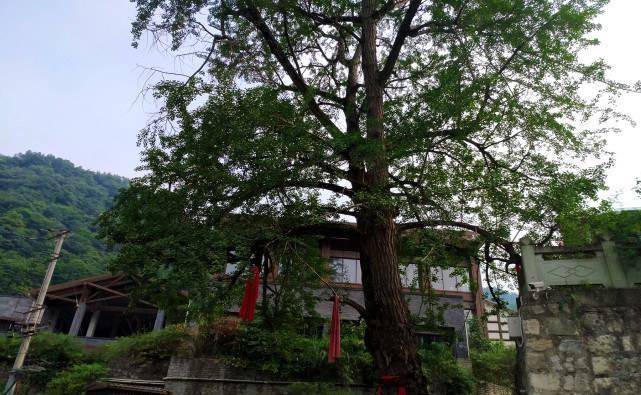 成都大邑小山村,村民为了4元一斤的树皮,砍倒20年的老树_老人_树木