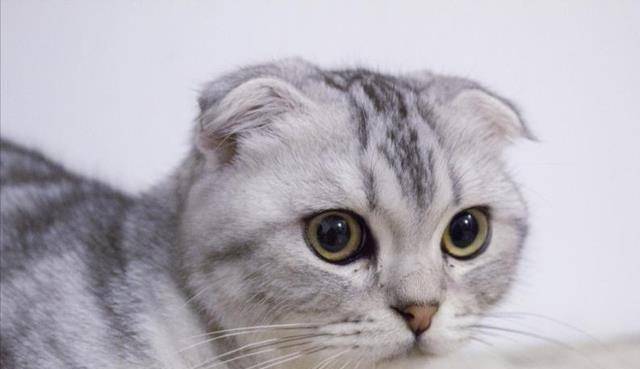 可随后大家就发现,在lisa养过的四只猫里,有一只是折耳猫,这就和她爱