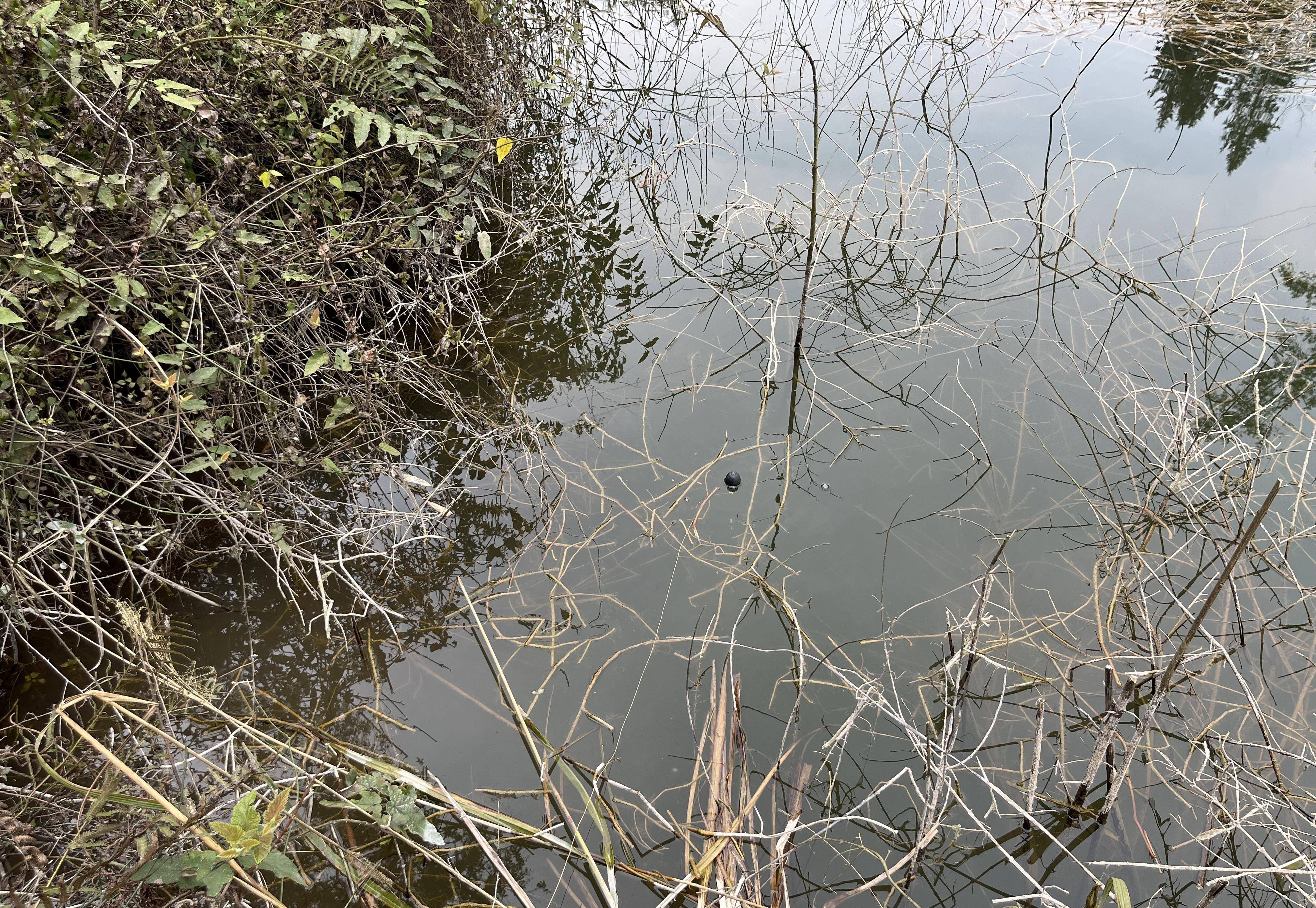 原创手线钓黑鱼鲶鱼像这样去用饵选位一条接一条尤其晚上更疯狂