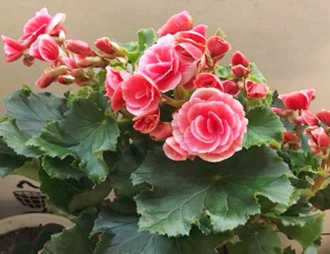 四季海棠"养不够",不用买,剪根"枝条"长1盆,教你如何操作