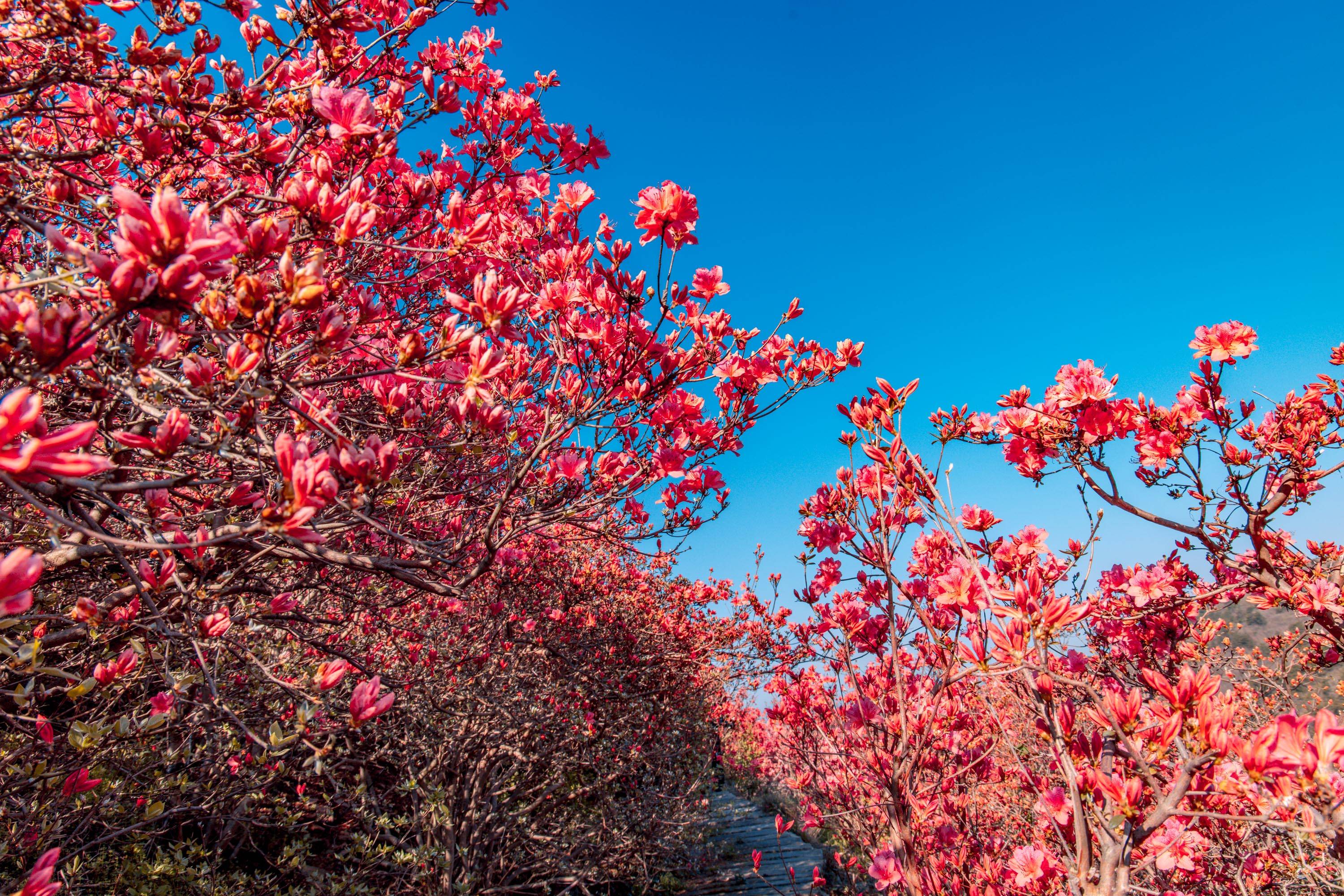 壁纸 花 桌面 3000_2001