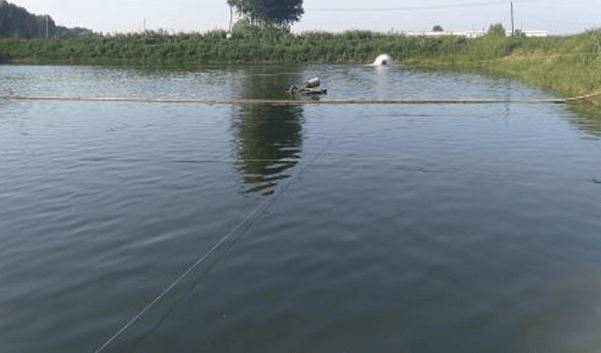 养虾水体混浊原因虾塘浊水怎么办这样调水才是养虾致富经