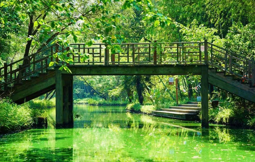 原创苏州吴江同里国家湿地公园迷人的风景