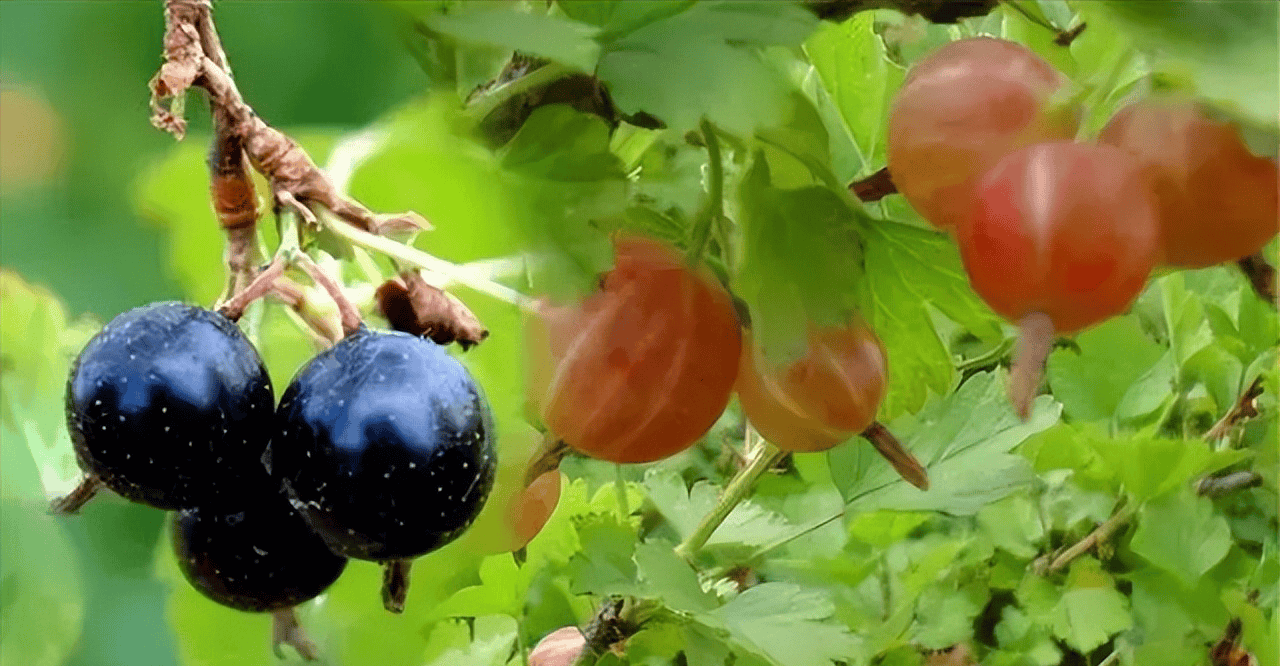 原创东北曾漫山遍野的野果个个都是童年的回忆如今却成了稀罕物