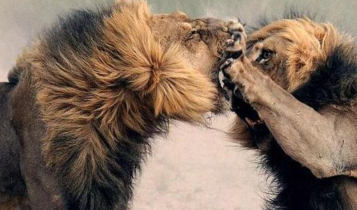 原创狮豹鬣狗都不是对方的主食为什么还要打架