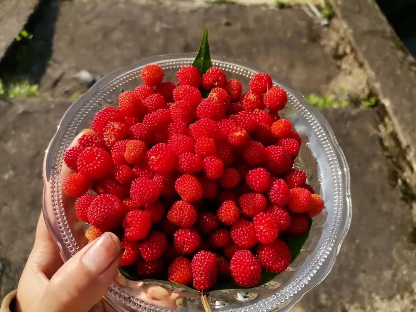 原创东北曾漫山遍野的野果个个都是童年的回忆如今却成了稀罕物
