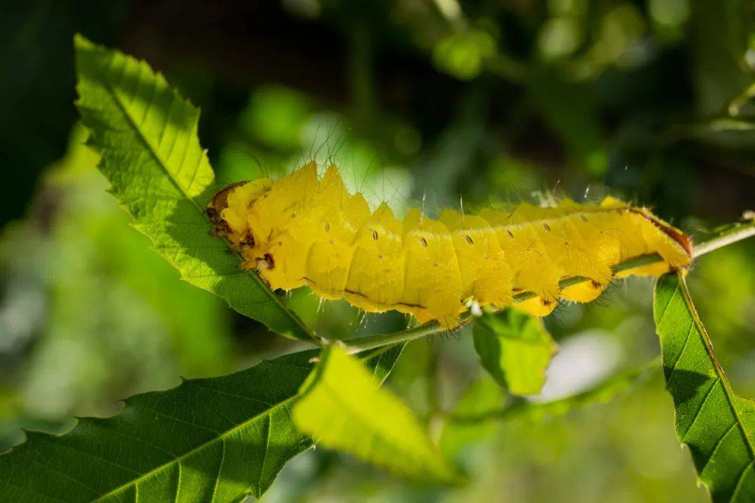 顾名思义,柞蚕就是吃柞树叶的蚕.