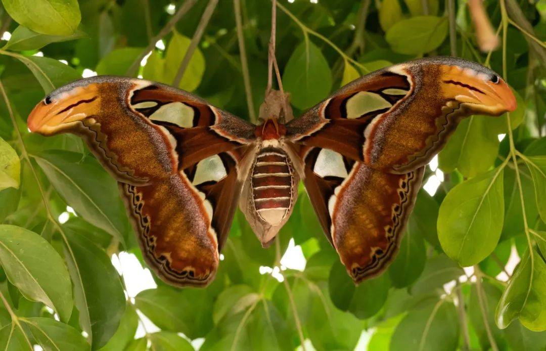 柞蚕_蚕蛾_家蚕