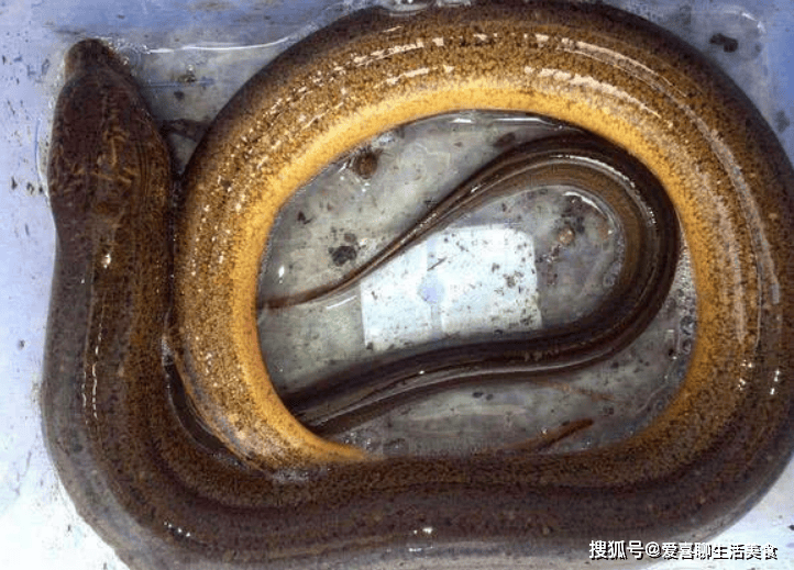藏在身边的补肾猛将建议大家每周吃2次补肾健脾利关节