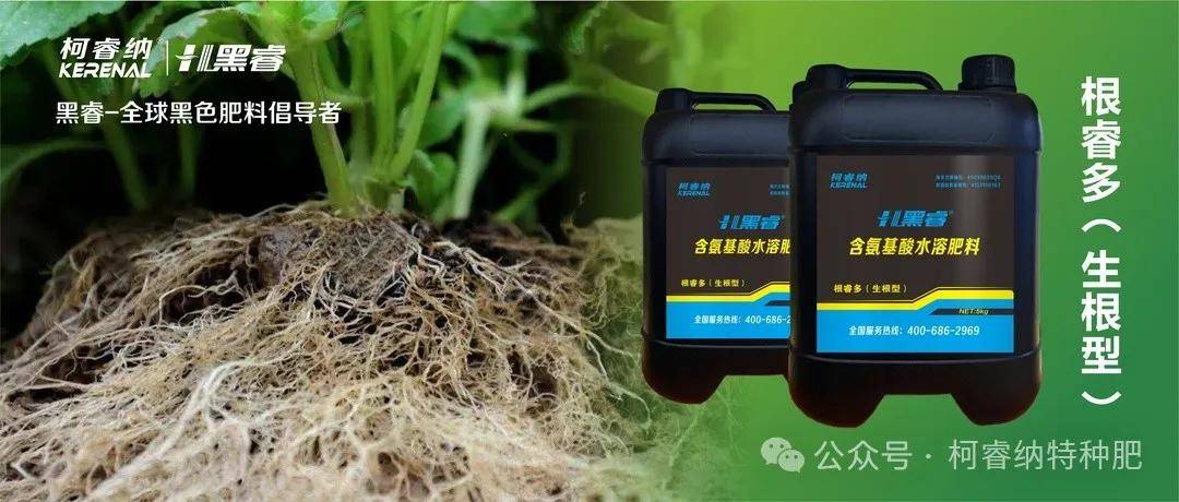 柯睿纳生根剂农户最关心什么产量品质如何有效的帮助作物增产