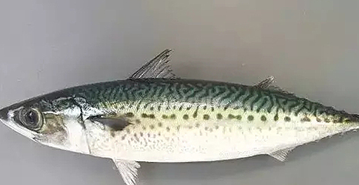 原创鲭鱼虽好却很少有人能品尝到它的美味只因它出水即腐烂