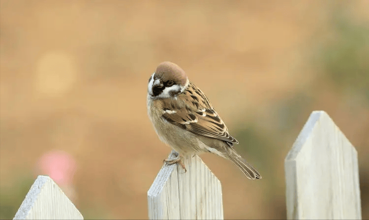 原创农村随处可见的麻雀都是外来物种原本的本地麻雀去哪了