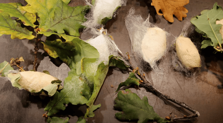 屁股扭来扭去的它是东北美食一绝?_柞蚕_蚕蛾_家蚕