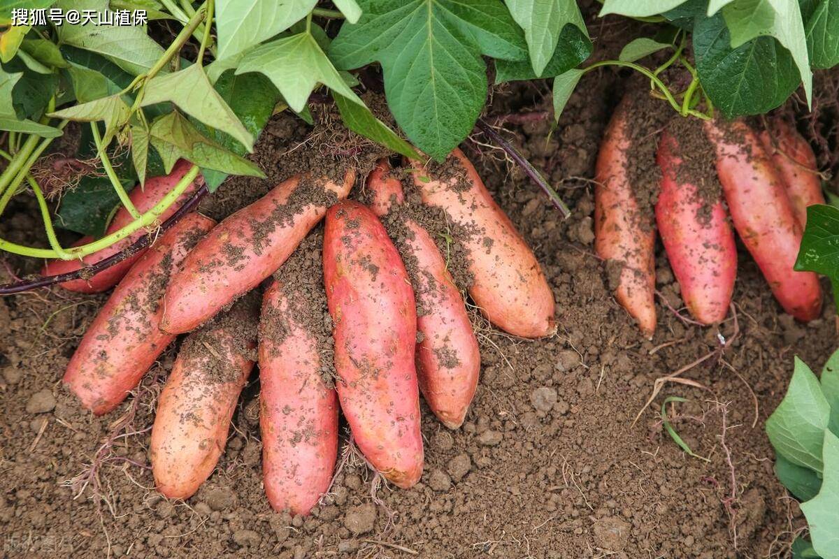 红薯专用肥最佳配方图片