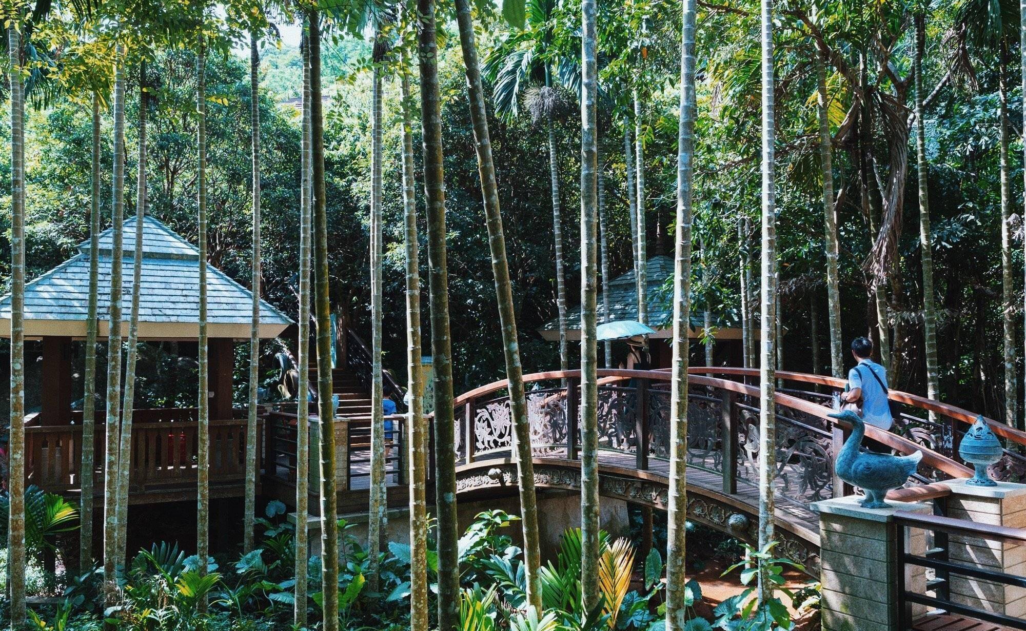 三亚首个森林公园杨紫李现都曾去过离城市最近的天然森林氧吧