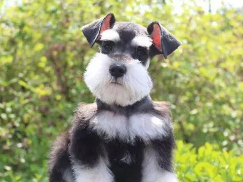 这些护理雪纳瑞的知识,您确定都已经掌握了吗?_主人_狗狗_因为