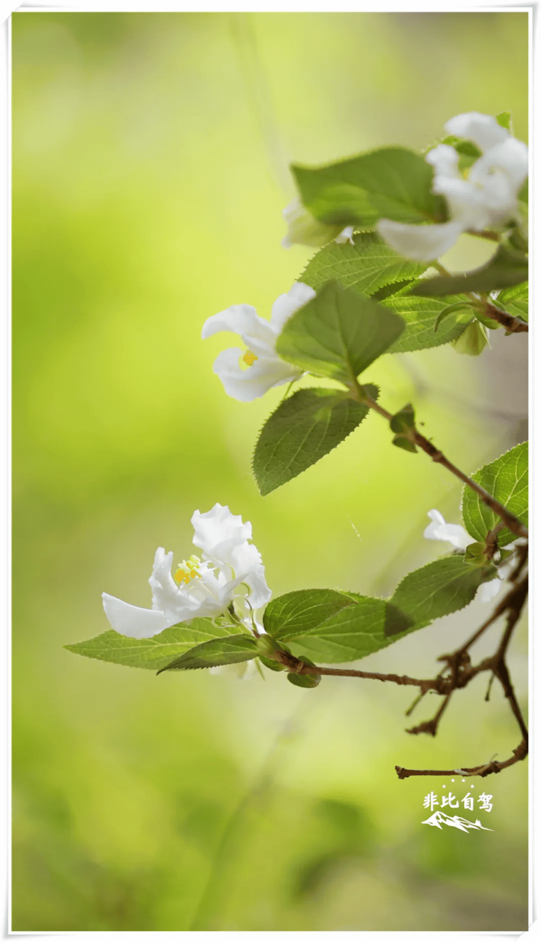 春游季,京郊瀑布小溪峡谷鲜花盛开,赏花踏青正当时!