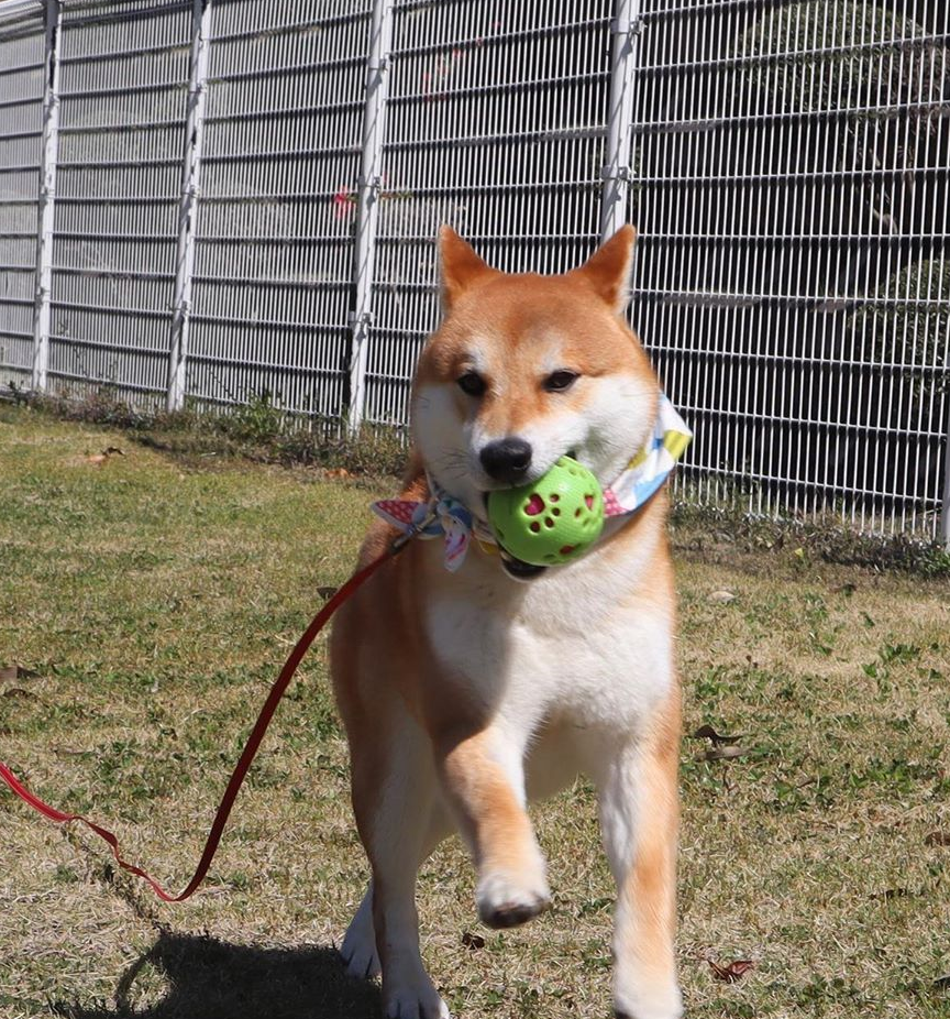 中华国犬土狗,中国土生土长的本地狗,如今沦为流浪狗!_主人_田园_什么