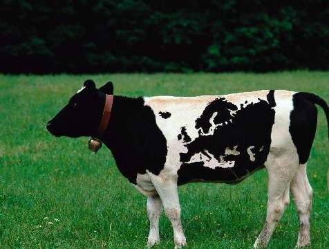 奶牛_包装_牛奶