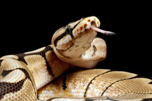 原创4月中旬天上掉馅饼的生肖蛇横财运高涨喜事接二连三爆发