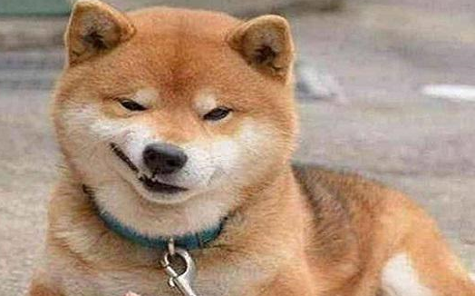 为什么新手最好别养柴犬呢你知道它有哪些缺点吗
