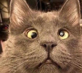 我今天算是开了眼了!_王笑长_猫猫_年轻人