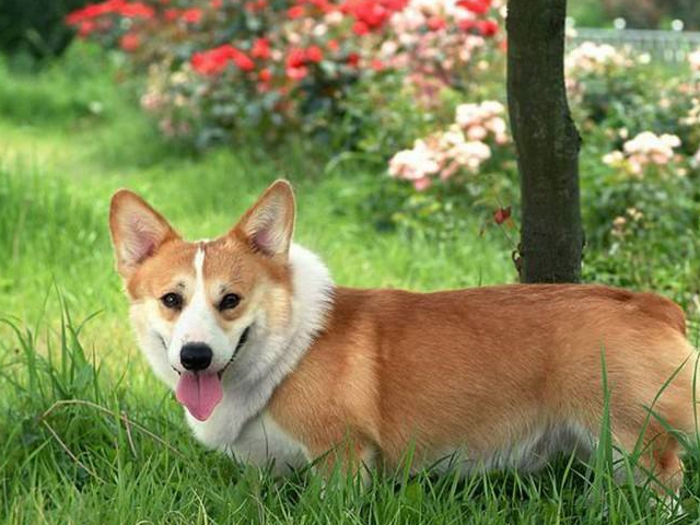 原创柯基犬智商排第几别走开马上给你答案