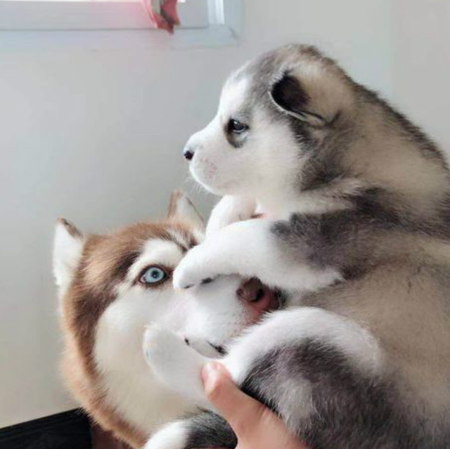 原创哈士奇幼犬的样子好喜欢这样的你原来小时候这么萌