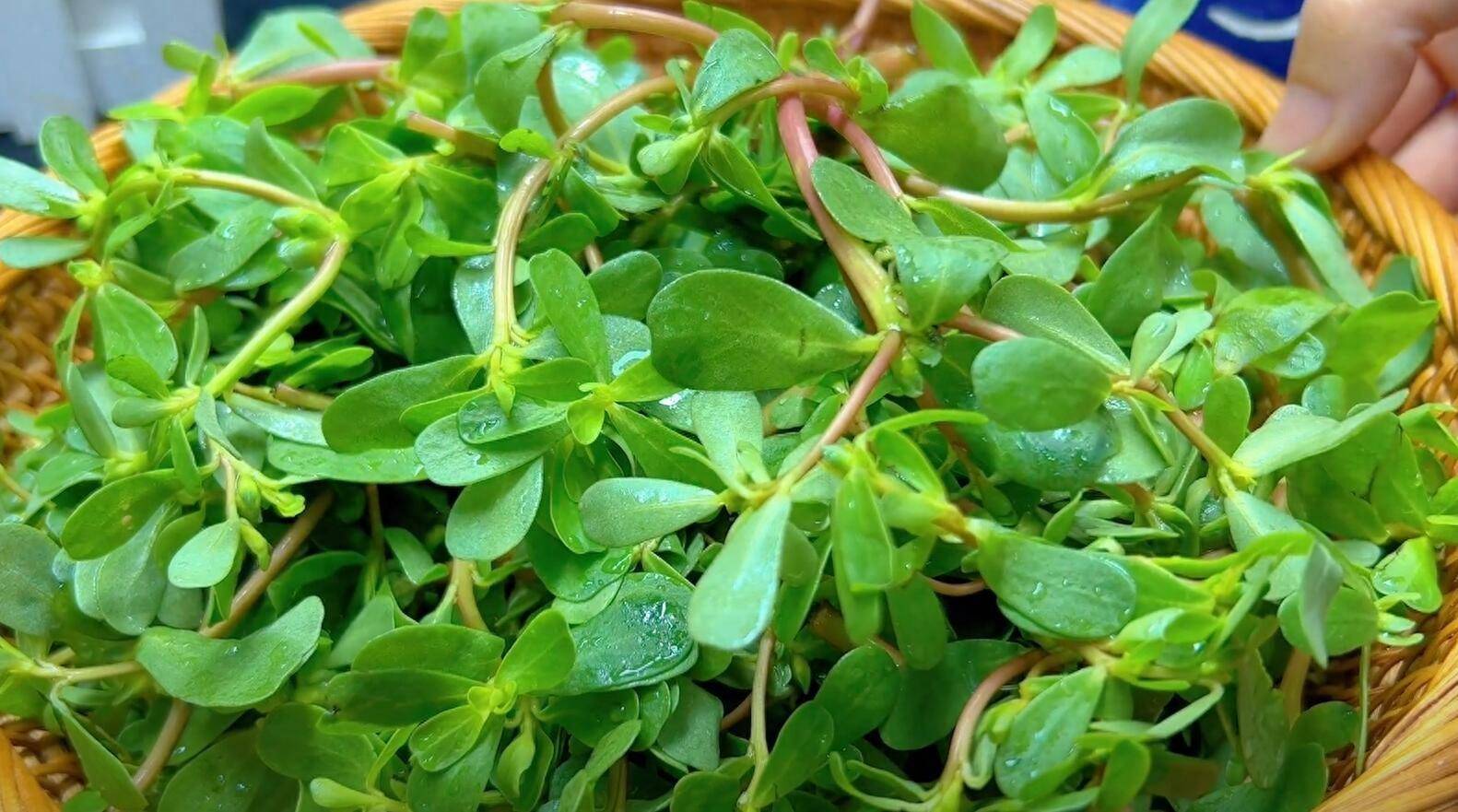 马齿苋_清水_矿物质