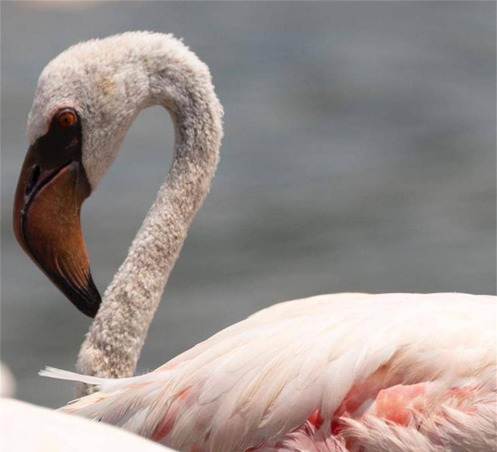 原创一组真实照片美国的魔幻沼泽地乌拉圭的紫水晶花束