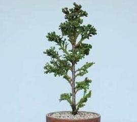 原创盆景技法一棵柳杉的高位压条全纪录