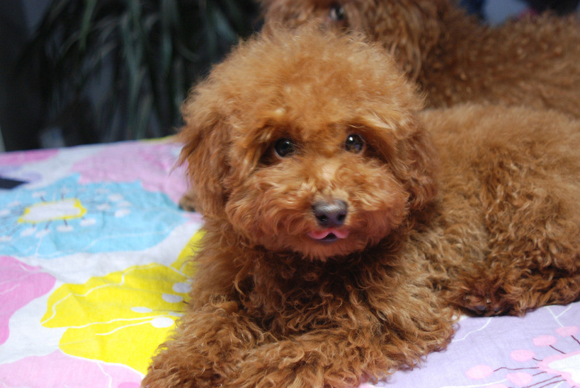 泰迪犬的这五种缺点你能应付过来吗_狗狗_这些行为_主人