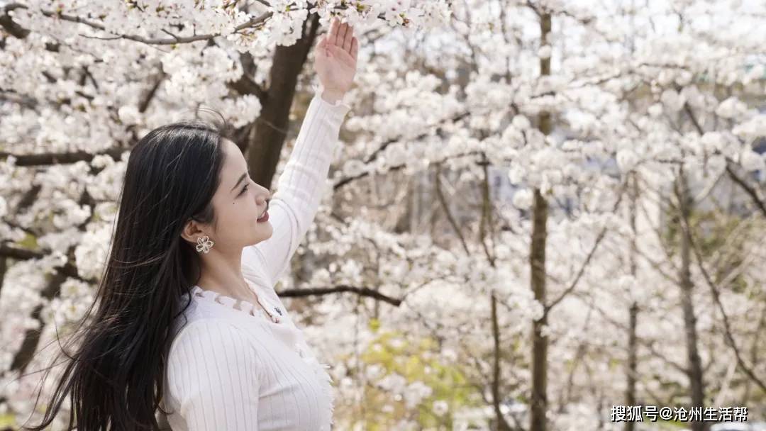 车站车厢就可以拍樱花含樱量超高