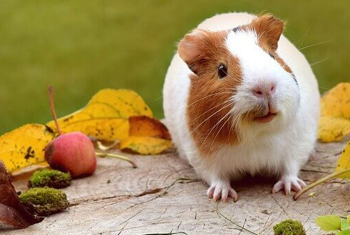 外来宠物如何逐步训练您的豚鼠