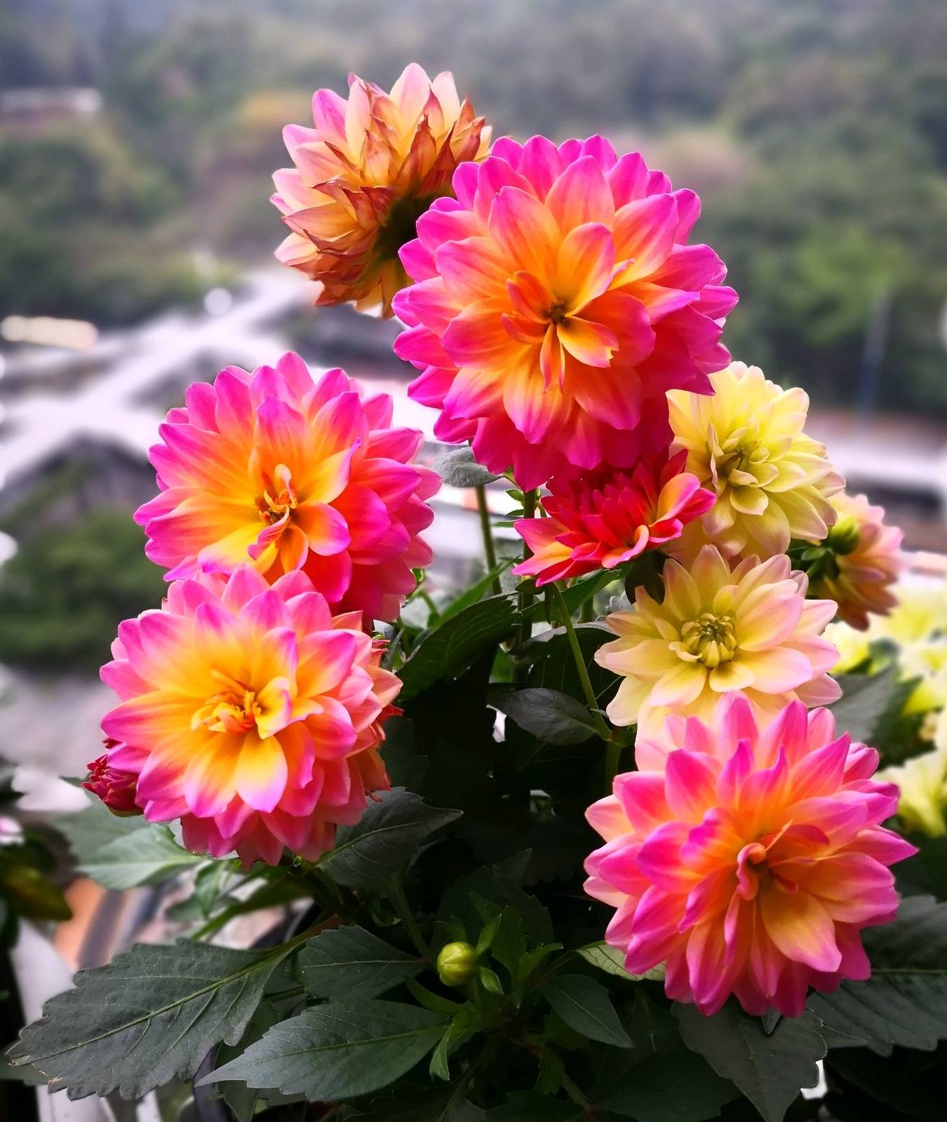 大丽花植株强壮,很多品种只能地栽,不过也有很大矮化的园艺品种,植株