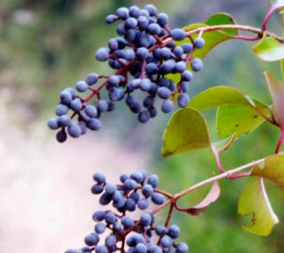 哪些中药可以提高自身的免疫力医生推荐的有这5款中药