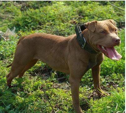 原创比特犬和鬣狗关在同一个笼子持续两天谁会是最终的胜者