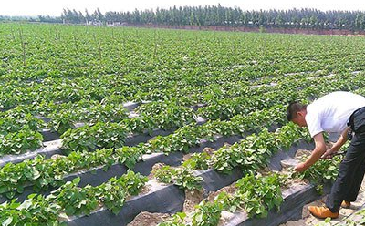 种植红薯钾肥施用掌握好产量翻倍是很容易的