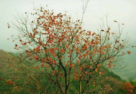 亲王出城不归是大忌,但朱祁钰考虑到叔父的实际情况,允许他一年可以