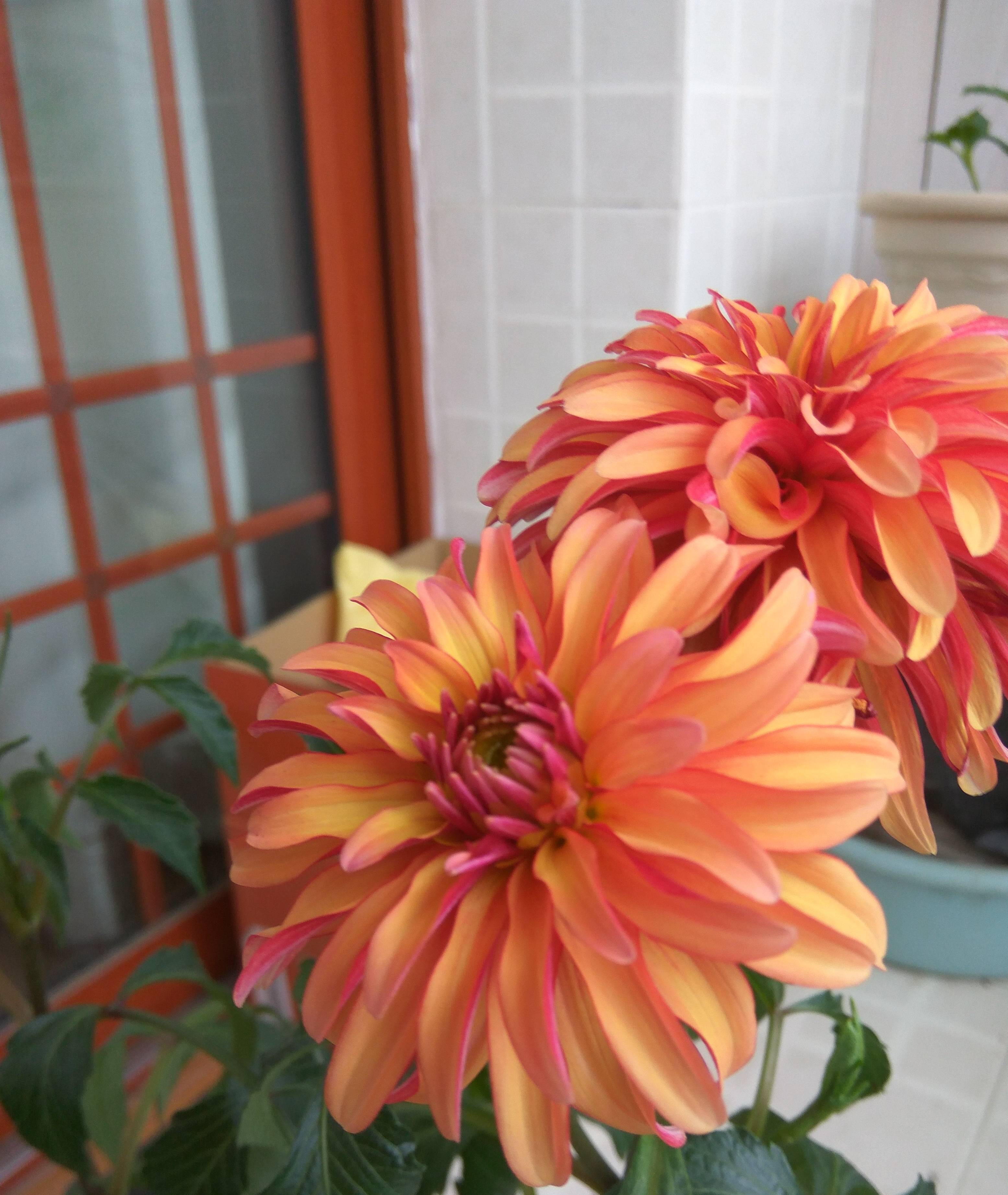 花型最大的观赏植物,花大色艳花期长,漂亮不输牡丹花,还可盆栽_大丽花