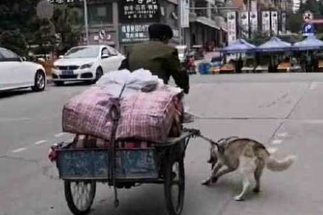 三轮车_哈士奇_网友