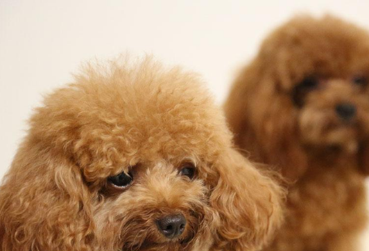 在吃完晚饭后,可以适当带狗狗出门遛弯,帮助泰迪出门消消食,千万别让
